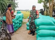 Babinsa Dander Dampingi Bulog Serap 20 Ton Gabah Petani Sendangrejo