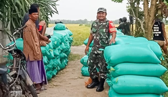 Babinsa Dander Dampingi Bulog Serap 20 Ton Gabah Petani Sendangrejo