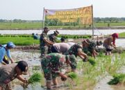 Kodim Lamongan Dorong Produktivitas Pertanian Lewat Sinergi dan Aksi Nyata