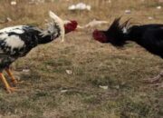 Sabung Ayam di Pedanganploso Lamongan Kian Merajalela