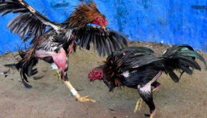 Sabung Ayam di Padenganploso Lamongan: Hewan Jadi Tumbal, Warga Jadi Korban