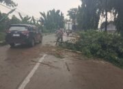 Polsek Babat Sigap Evakuasi Pohon Tumbang di Jalur Vital Babat Widang