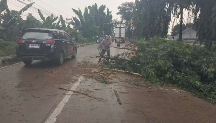 Polsek Babat Sigap Evakuasi Pohon Tumbang di Jalur Vital Babat Widang