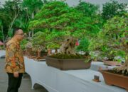 Gresik Unjuk Gigi Sebagai Pusat Bonsai Nasional