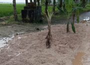 Rusak Belasan Tahun, Warga Desa Nglumber Bojonegoro Tanam Pisang di Tengah Jalan