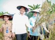 Padi Organik Angkat Ekonomi Petani Bojonegoro, Ini Buktinya