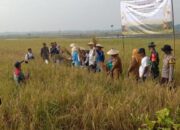 Panen Raya Padi Organik Sambiroto, Tiga Pilar Kompak Dukung Asta Cita