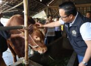 Sapi Jumbo Asal Gresik Tembus Istana, Untuk Kurban Presiden Prabowo