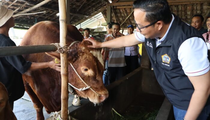 Sapi Jumbo Asal Gresik Tembus Istana, Untuk Kurban Presiden Prabowo
