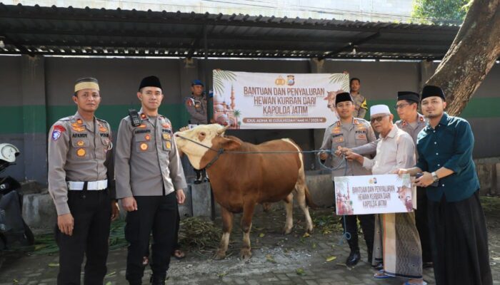Idul Adha, Kapolda Jatim Kirim Sapi Kurban ke Ponpes Kediri