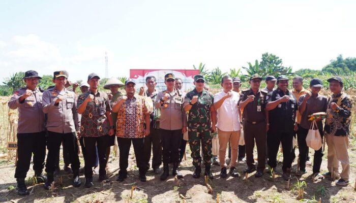 Panen Raya Jagung Bojonegoro, Swasembada Pangan 2025 di Depan Mata