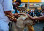 Arak-Arakan Kambing di Gresik Bikin Heboh Jelang Idul Adha
