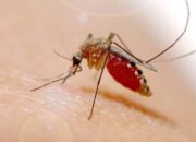 Jangan Remehkan Demam, Bisa Jadi Itu Tanda DBD, Ini Solusinya