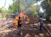 Kampung Aman Lagi, Arena Sabung Ayam di Nganjuk Dihancurkan