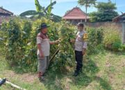 Warga Sonopatik Nganjuk Sulap Lahan Kosong Jadi Jaminan Gizi dan Cuan Tambahan