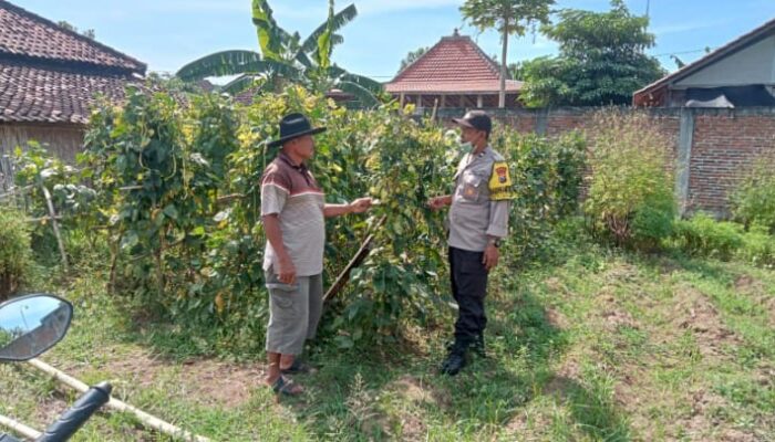 Warga Sonopatik Nganjuk Sulap Lahan Kosong Jadi Jaminan Gizi dan Cuan Tambahan