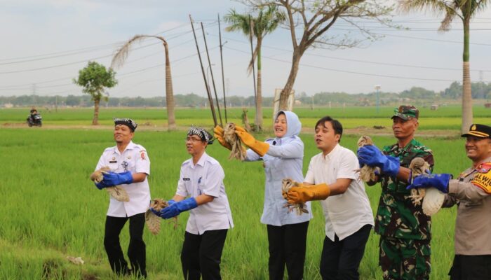 Burung Hantu Dilepas di Sawah Bojonegoro, Tikus Ketar-Ketir
