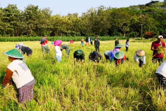 Panen Raya Bareng TNI, TMMD 125 Bojonegoro Turun ke Sawah