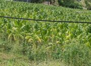Diterpa Hujan di Musim Kemarau, Petani Tembakau Bojonegoro Tetap Bertahan