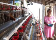 Tak Hanya Ayam, Warga Bojonegoro Juga Dapat Pakan Vitamin dan Kandang