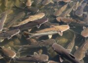 Bukan Sekadar Ikan Lele: KOLEGA, Jurus Jitu Bojonegoro Entaskan Kemiskinan