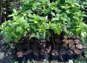 Pemkab Bojonegoro Bagikan Ribuan Bibit Alpukat Gratis, Ini Syaratnya