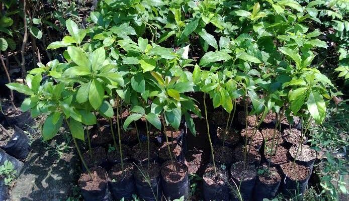 Pemkab Bojonegoro Bagikan Ribuan Bibit Alpukat Gratis, Ini Syaratnya