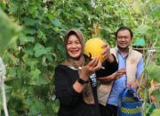 Jagong Gayeng Pertanian, Wabup Bojonegoro Panen Melon Premium di Sukorejo