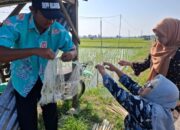 Gotong Royong Lawan Hama, Petani Bojonegoro Pasang Jaring Tikus di Sawah