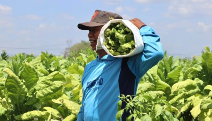 Cuaca Jadi Tantangan, Begini Strategi Petani Bojonegoro Jaga Kualitas Tembakau