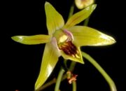 Flora Langka Dunia Ini Hanya Ada di Bojonegoro, Cek Faktanya