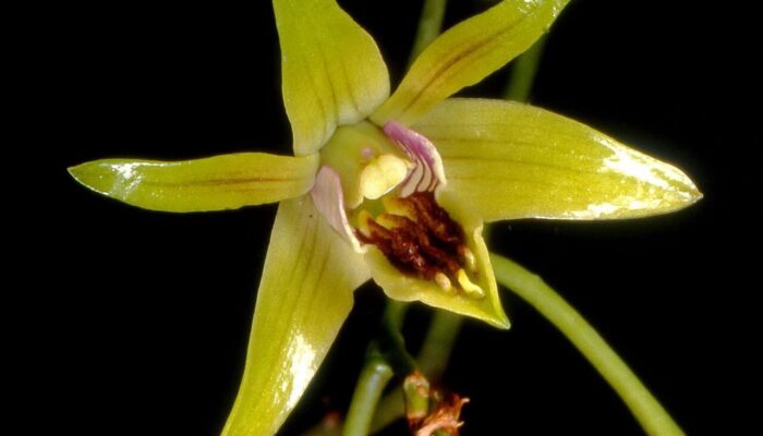 Flora Langka Dunia Ini Hanya Ada di Bojonegoro, Cek Faktanya