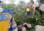 Pohon Tumbang Blokir Jalan Nasional, Arus Lalu Lintas Lamongan Lumpuh
