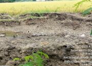 Aktivis Bojonegoro Bongkar Dugaan Pelanggaran di Proyek Bronjong Tanpa Papan Informasi