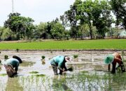 Petani Wajib Tau, Pupuk Subsidi Bojonegoro Siap Disalurkan