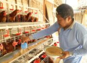 GAYATRI Bojonegoro Ternyata Punya Formula Ampuh Rawat Ayam Petelur