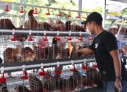 Dari Nol Jadi Peternak Mandiri, Begini Sukses Warga Bojonegoro Lewat Program GAYATRI