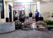 Kocar-Kacir, Polisi Gerebek Dua Lokasi Sabung Ayam di Lamongan, Tak Satu pun Pelaku Tertangkap