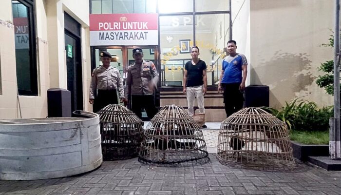 Kocar-Kacir, Polisi Gerebek Dua Lokasi Sabung Ayam di Lamongan, Tak Satu pun Pelaku Tertangkap