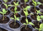 Cabai dari Pekarangan: Strategi Bojonegoro Wujudkan Ketahanan Pangan Keluarga