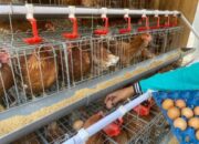 Ekonomi Warga Tumbuh, Begini Dampak Nyata Program GAYATRI di Bojonegoro