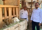 Dari 32 Jadi 53 Ekor, Program Domba Desa Tikusan Bukti Nyata Pemberdayaan Warga