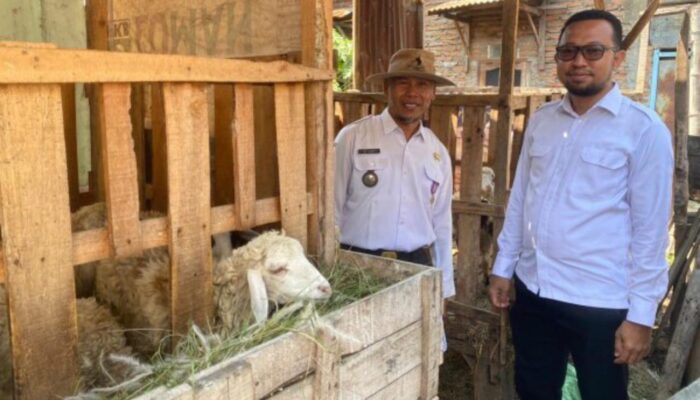 Dari 32 Jadi 53 Ekor, Program Domba Desa Tikusan Bukti Nyata Pemberdayaan Warga