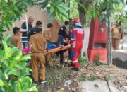 Nyaris Kecelakaan, Pingsan Petik Mangga di Atap, Pria Ini Dievakuasi Tim Damkar Bojonegoro