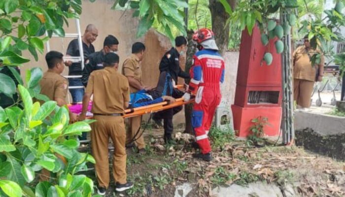 Nyaris Kecelakaan, Pingsan Petik Mangga di Atap, Pria Ini Dievakuasi Tim Damkar Bojonegoro