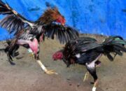 Judi Sabung Ayam di Sugihwaras Nganjuk Diduga Dilindungi Oknum APH
