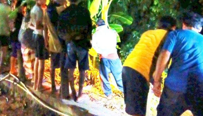 Cari Bekicot, Warga Malah Dikejutkan Penampakan Ular Besar di Jamberejo Kedungadem