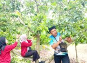 Agrowisata Baru Bojonegoro, Alpukatnya Bisa Petik Sendiri