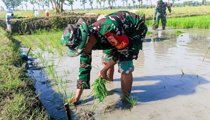 Wujudkan Ketahanan Pangan, Babinsa Bojonegoro Gotong Royong Tanam Padi