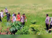 Pencari Rumput Tewas di Sawah Babat Lamongan, Warga Gempar